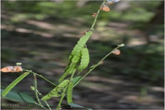Codariocalyx motorius